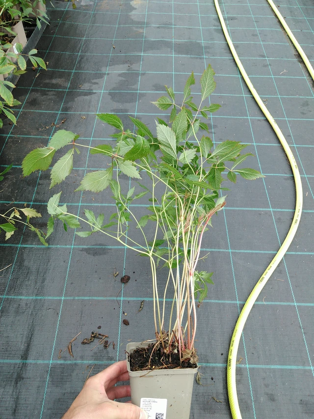 Jaloangervo Erika - 28. 7. 2025