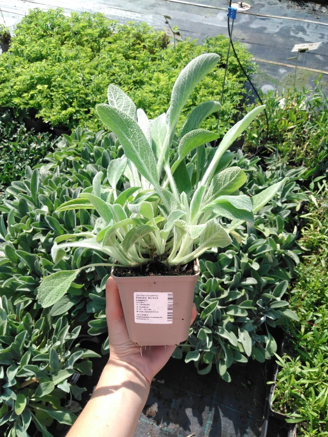 Nukkapähkämö Silver Carpet - 2024