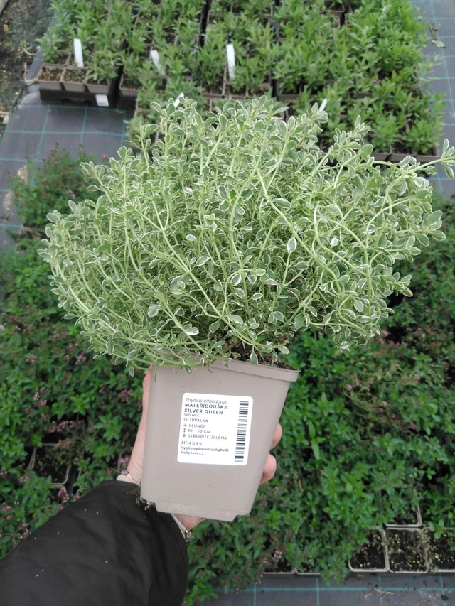 Sitruuna-ajuruoho Silver Queen - 2024