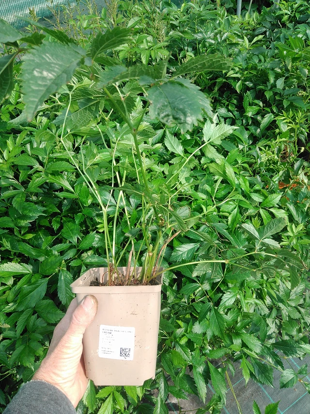 Jaloangervo Peaches and Cream - 9. 6. 2025