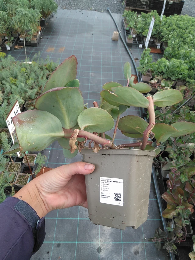 Sedum Matrona - 11. 7. 2025