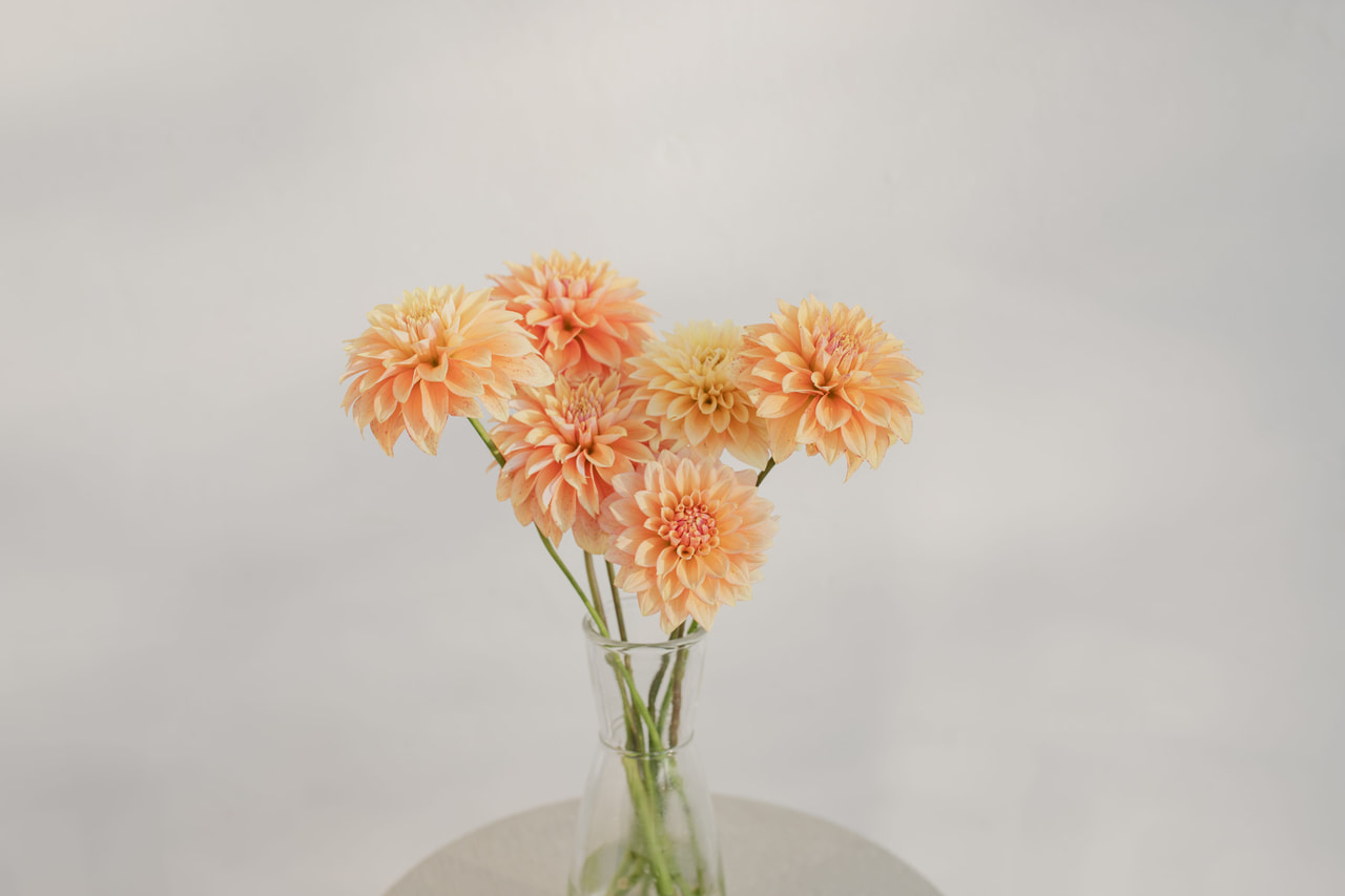 Dahlia Kick Off, Loukykvět