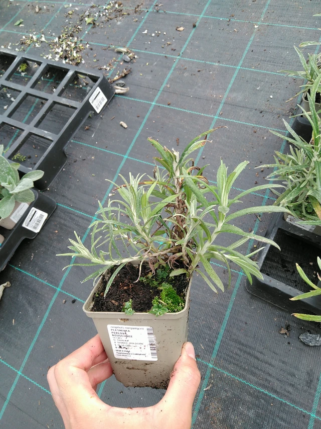 Anaphalis margaritacea Neuschnee - 28. 7. 2025