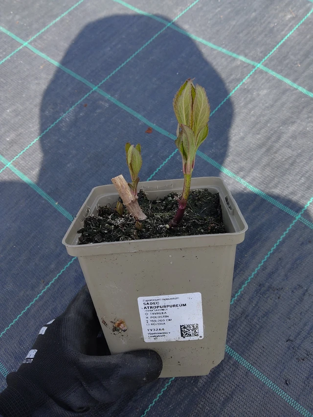 Sadec Atropurpureum - 13. 5. 2026