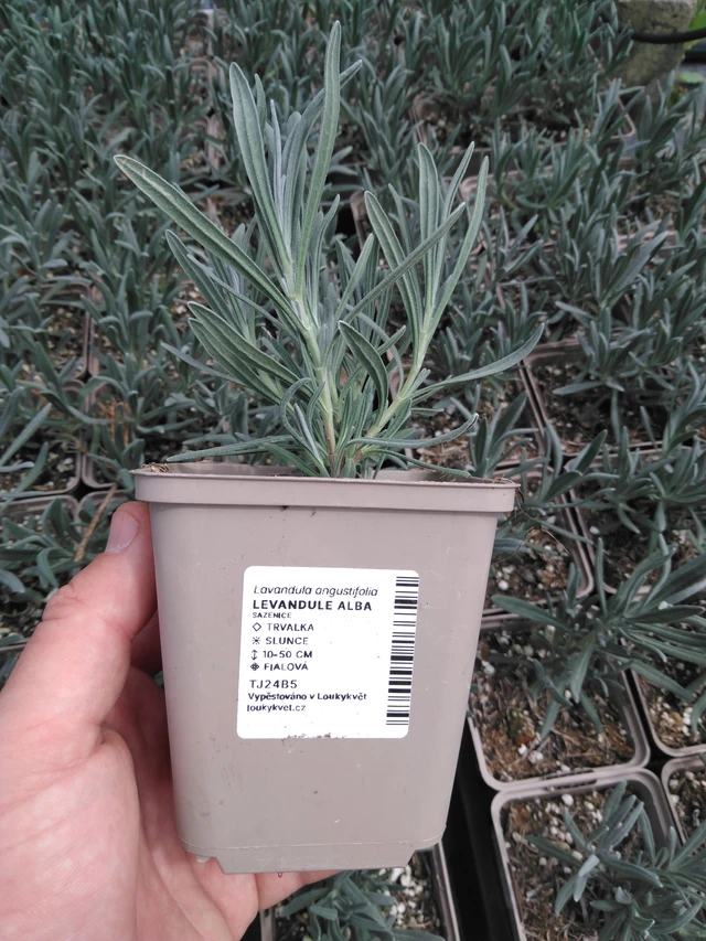 Levandule Alba - 2024