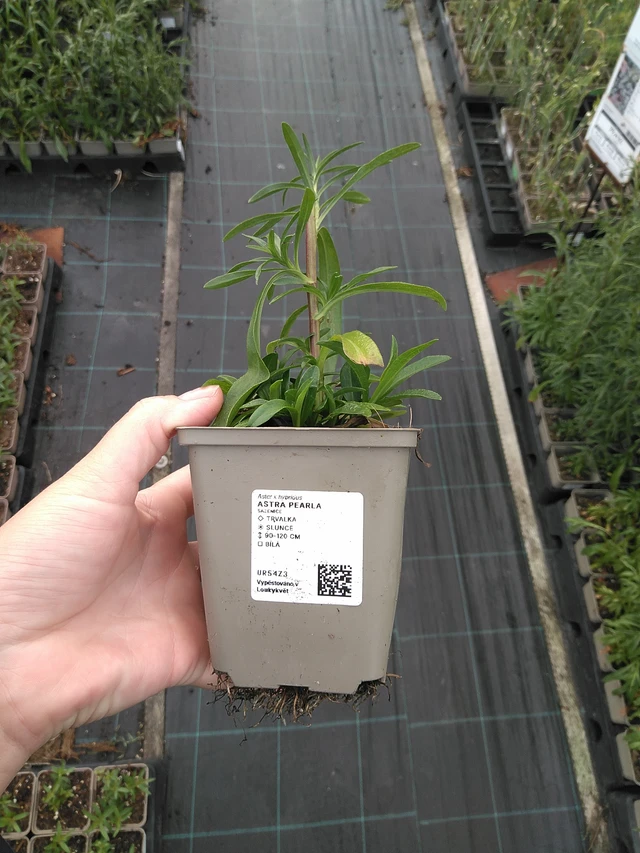 Asteri Pearla - 11. 7. 2025