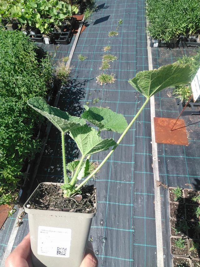 Malva real Chaters White - 1. 7. 2025