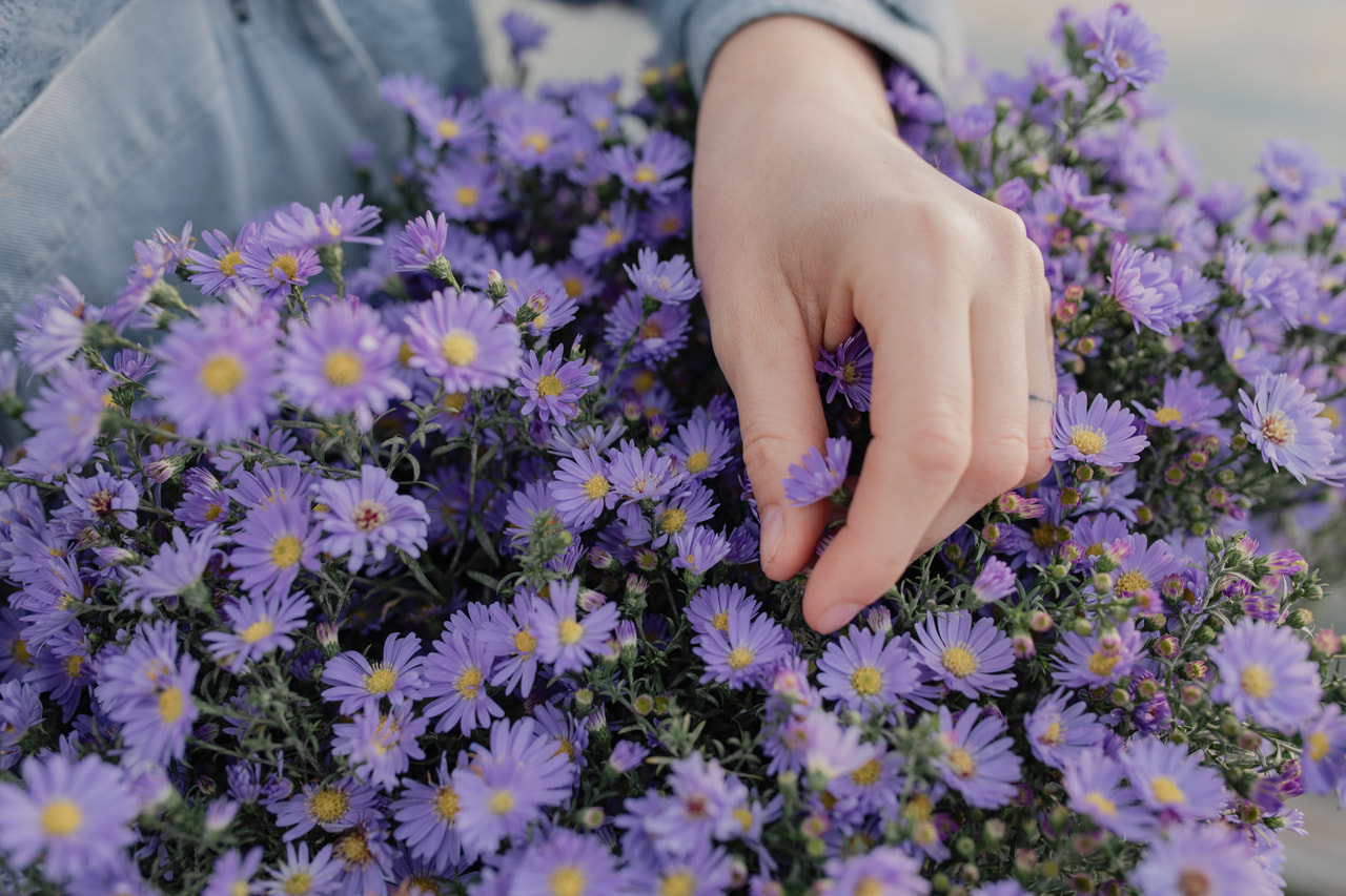 Asteri Cassandra, Loukykvět