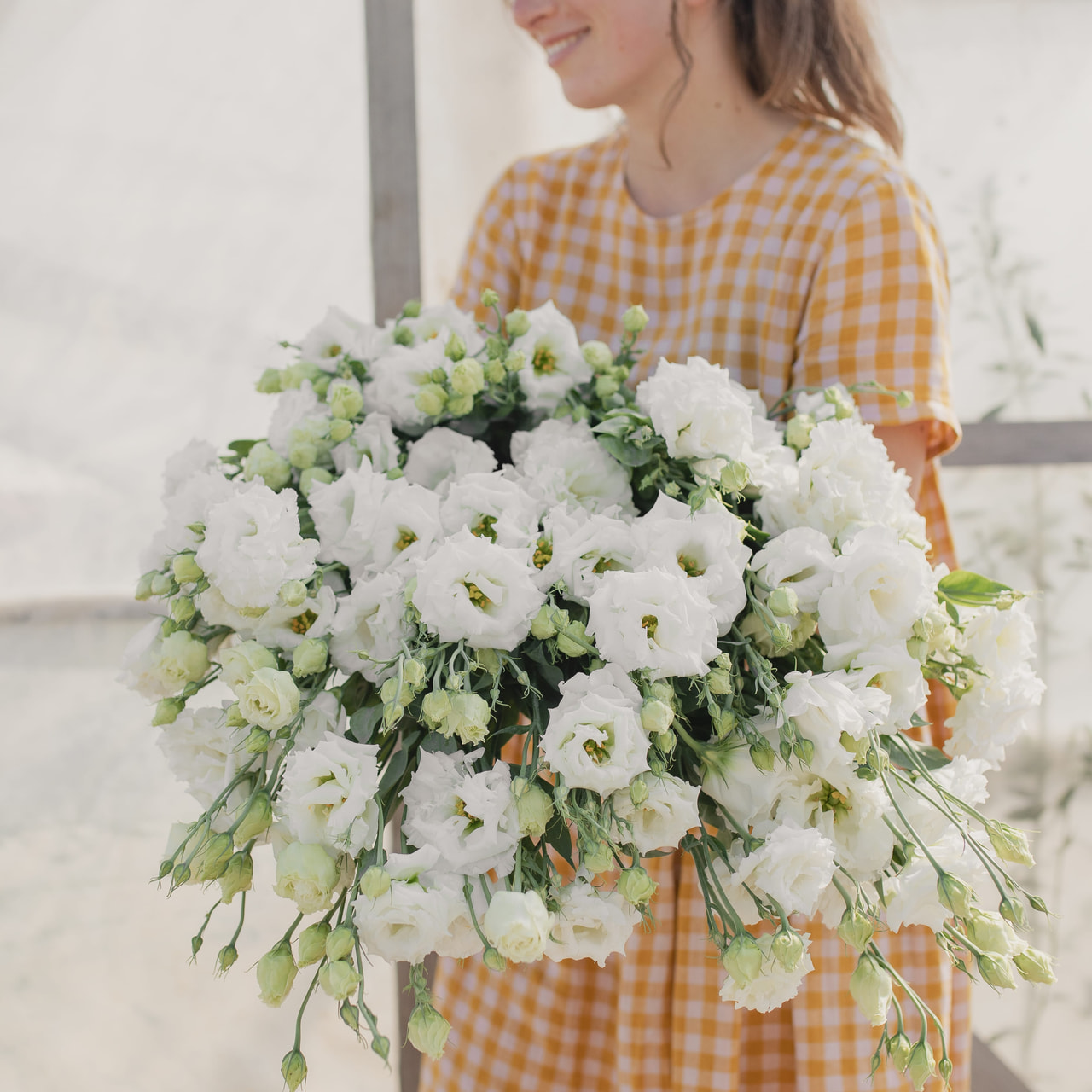 Eustoma Celeb 2 White, Loukykvět