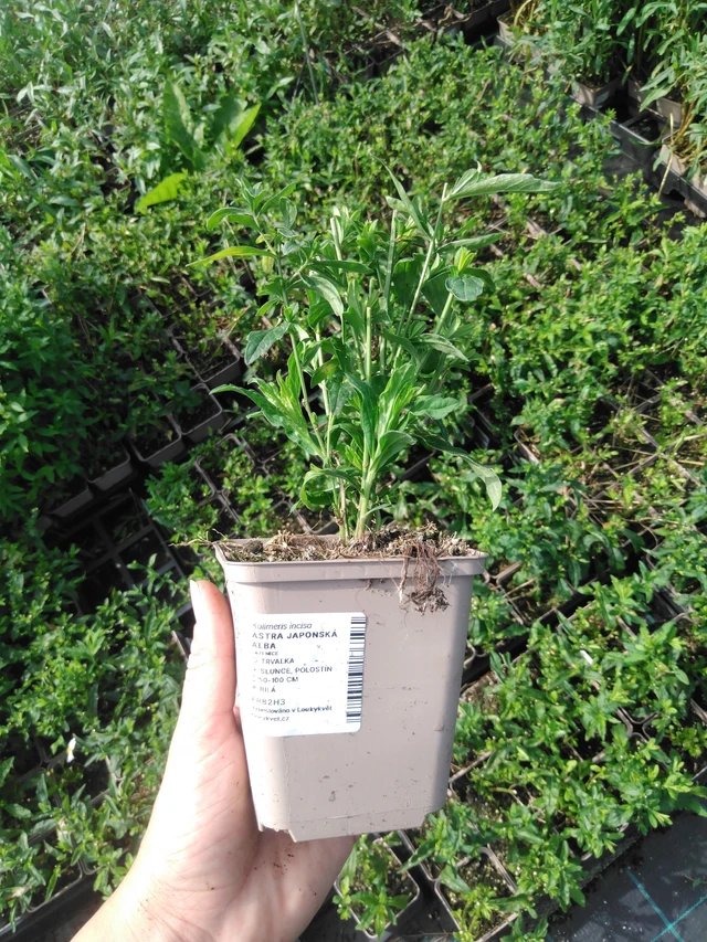 Tiukuasteri Alba - 2024