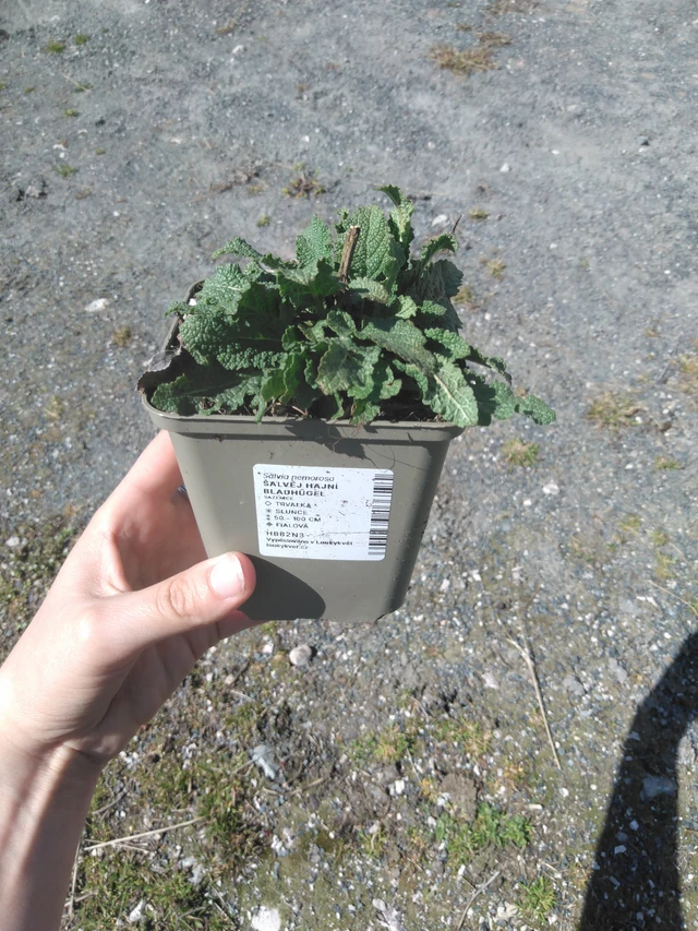 Salvia nemorosa Blauhügel - 3. 4. 2025