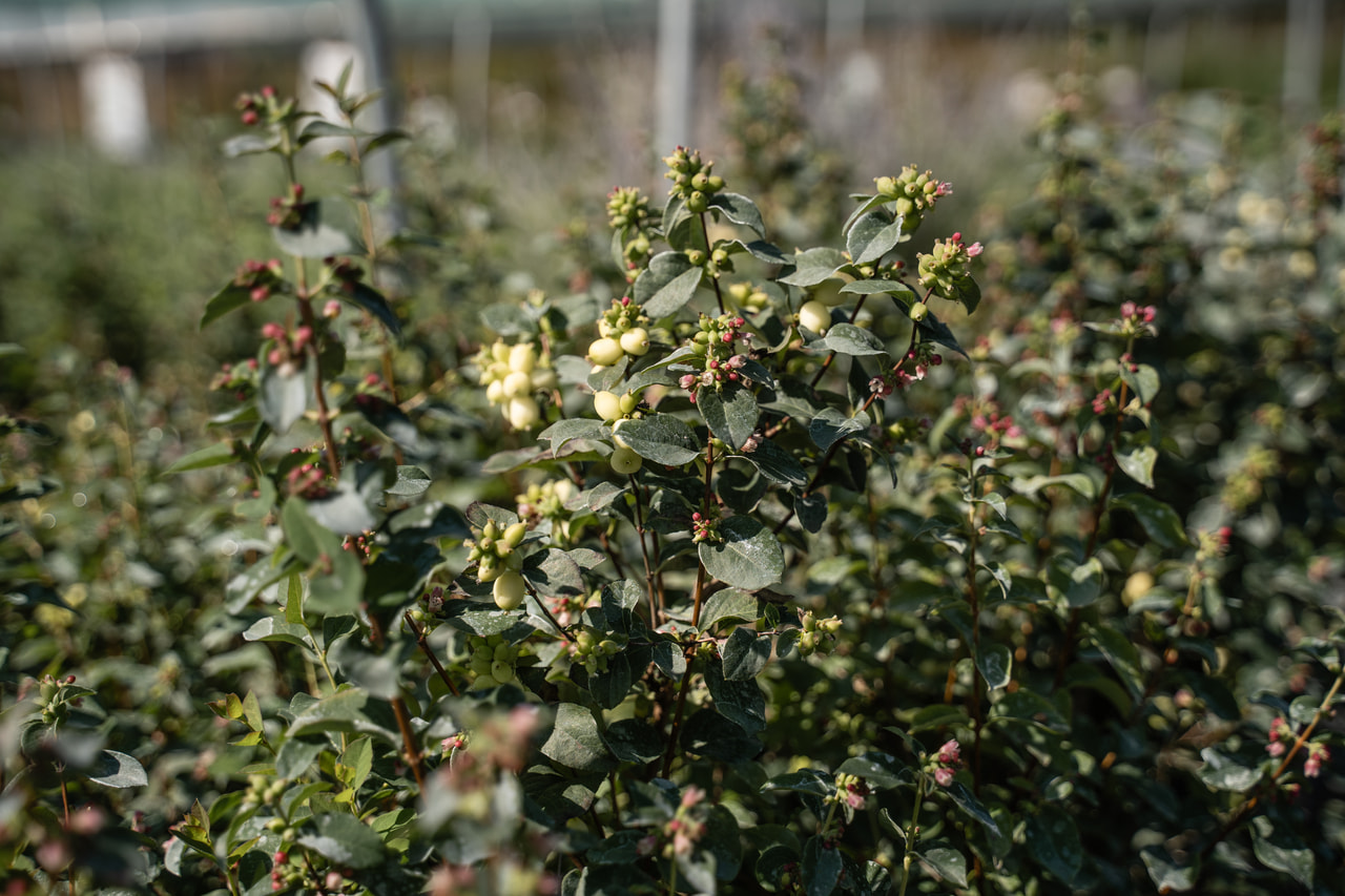Symphoricarpos Magical Green Falls, Loukykvět