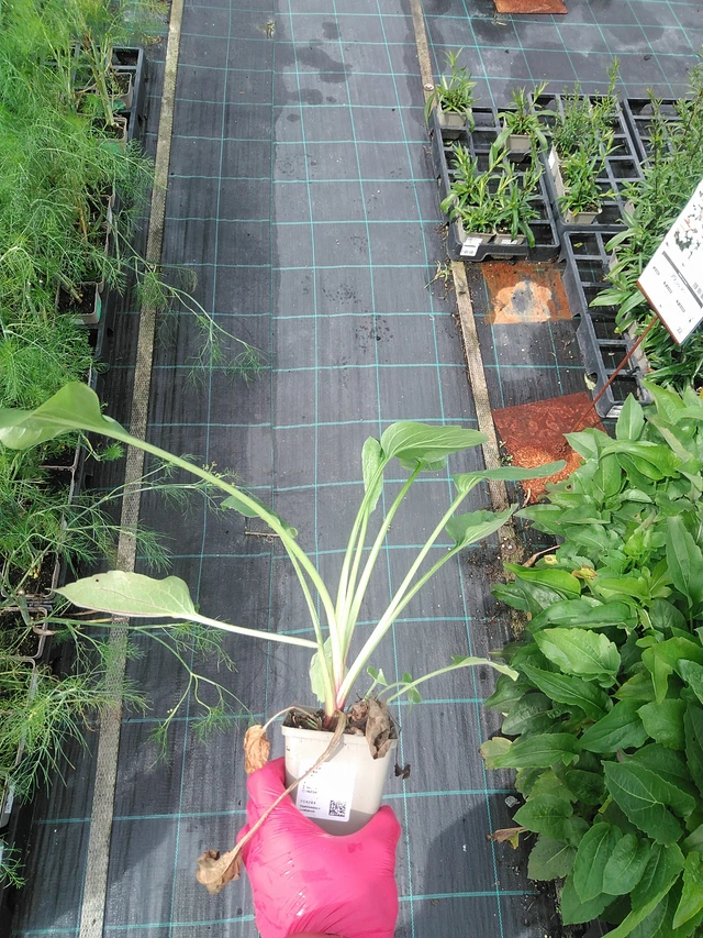 Päivänhattu Green Wizard - 29. 7. 2025