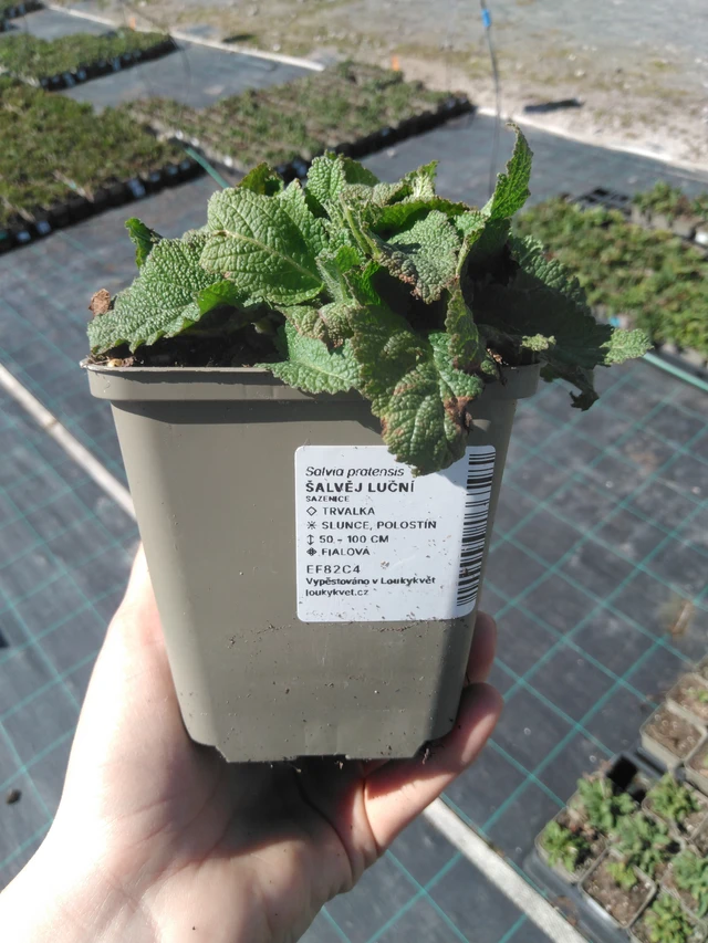 Aassalvei - 3. 4. 2025