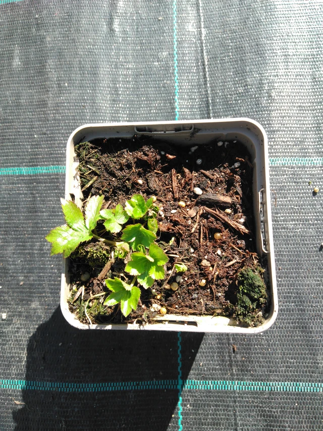 Tähtiputki - 3. 4. 2025