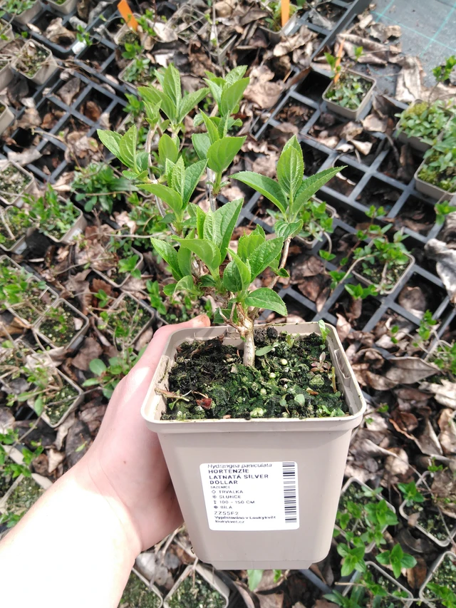 Hortenzie latnatá Silver Dollar - 2024