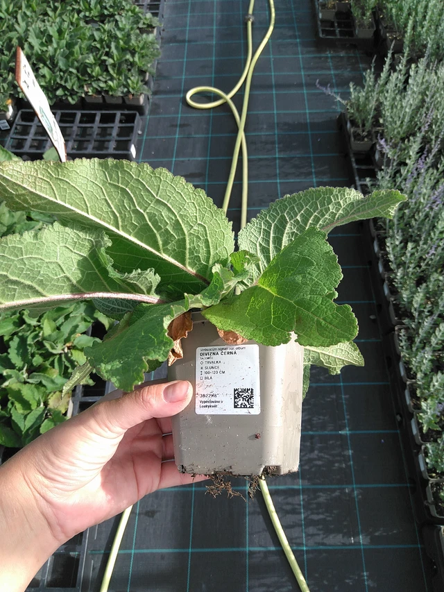 Verbascum nigrum - 11. 7. 2025