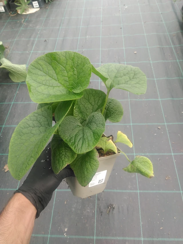 Brunnera macrophylla - 10. 9. 2025