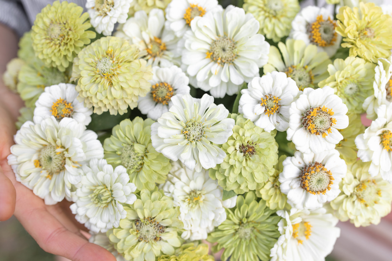 Tsinnia Pear Blossom Mix , Loukykvět