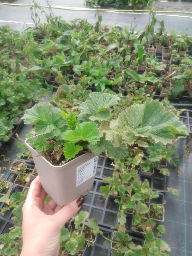 Geum Tempest Scarlet - 2024