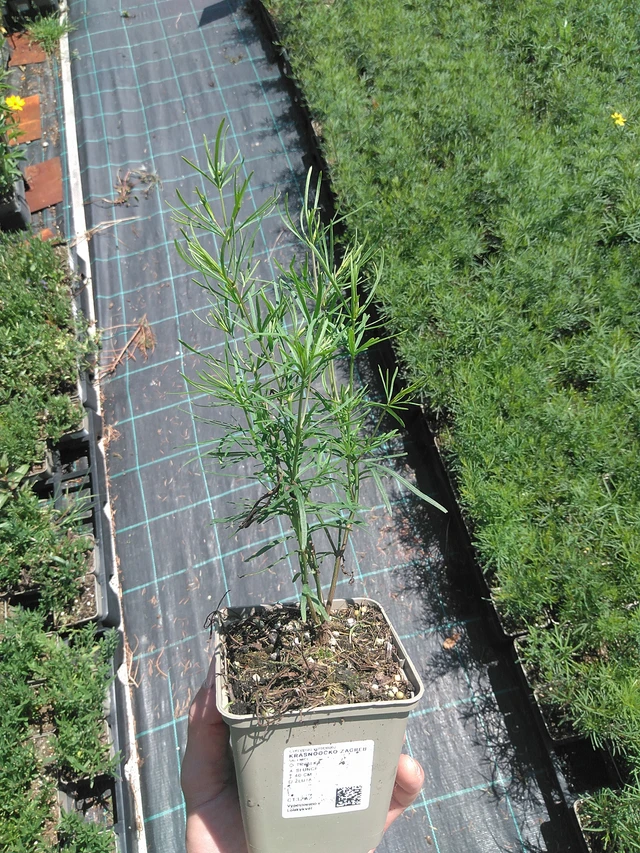 Krásnoočko Zagreb - 24. 6. 2025