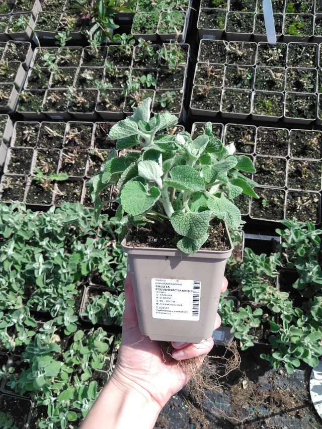 Vale-erakonyrtti - 2024