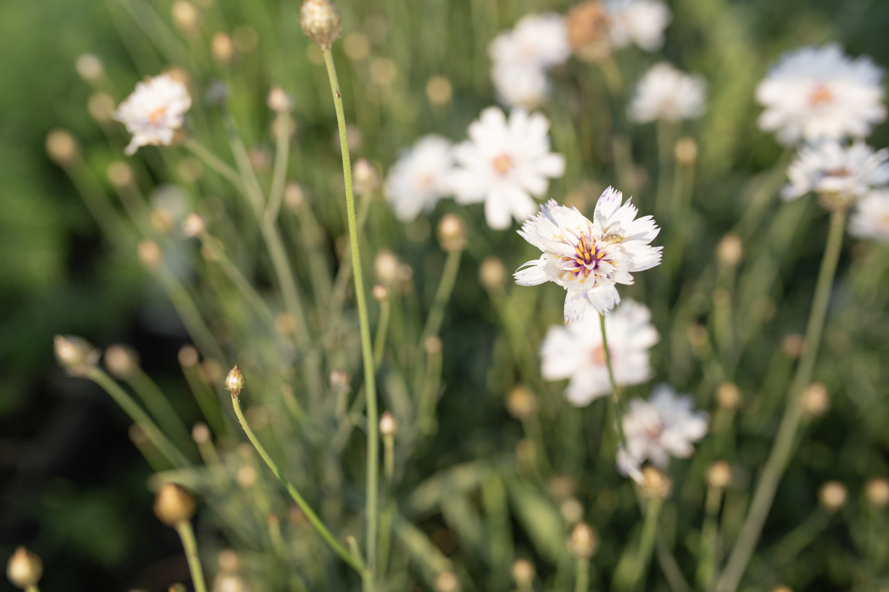 Siniharmaakello Alba, Loukykvět