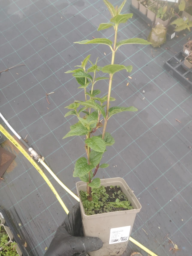 Päivänsilmä Asahi - 23. 10. 2025