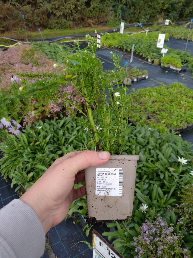 Asteri Blue Star - 9. 10. 2025