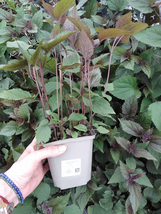 Punalatva Chocolate - 9. 6. 2025