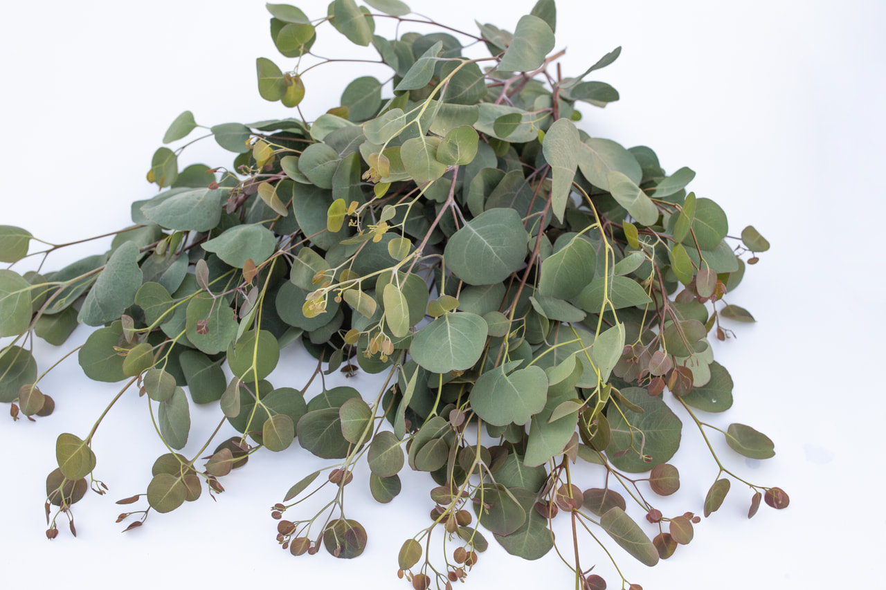 Eucalyptus Polyanthemos, Loukykvět