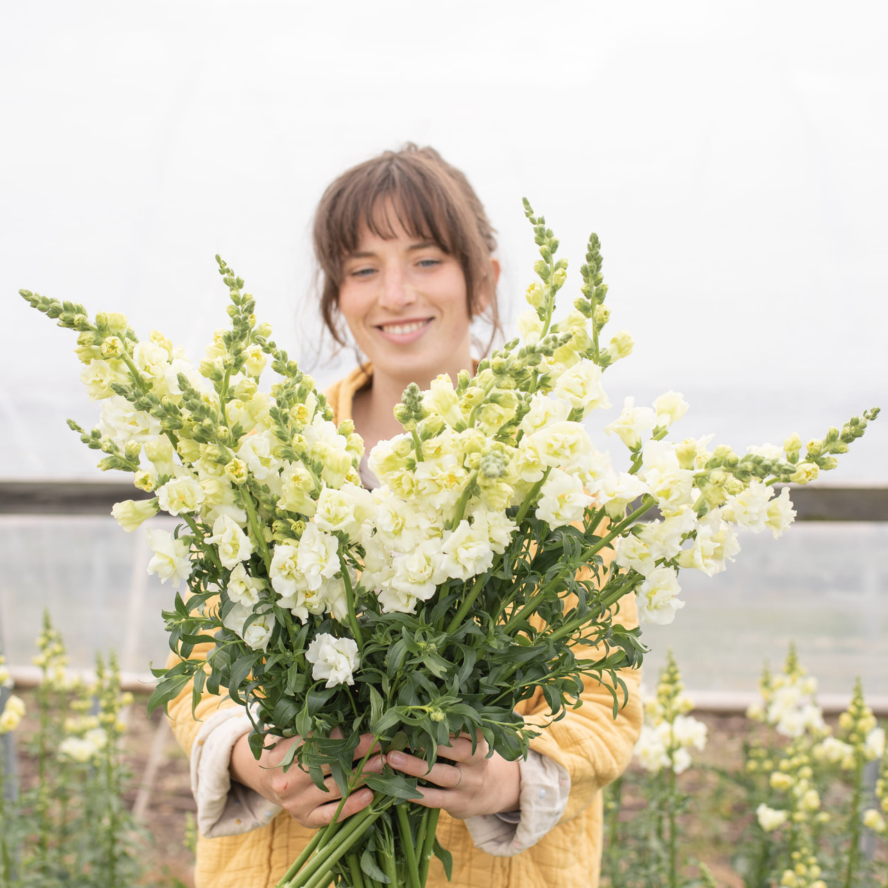 Leijonankita Snapstar White, Loukykvět