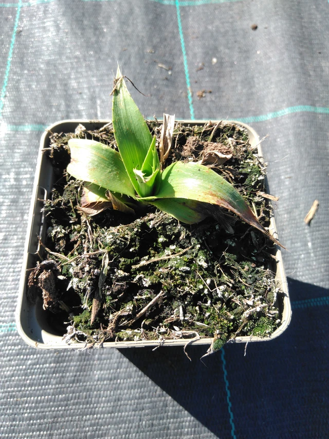 Piikkiputki yuccifolium - 3. 4. 2025