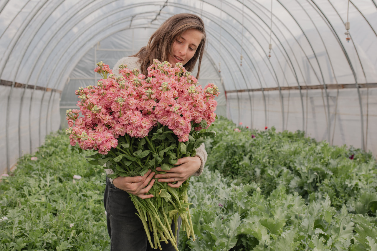 Stock StoX Antique Rose, Loukykvět