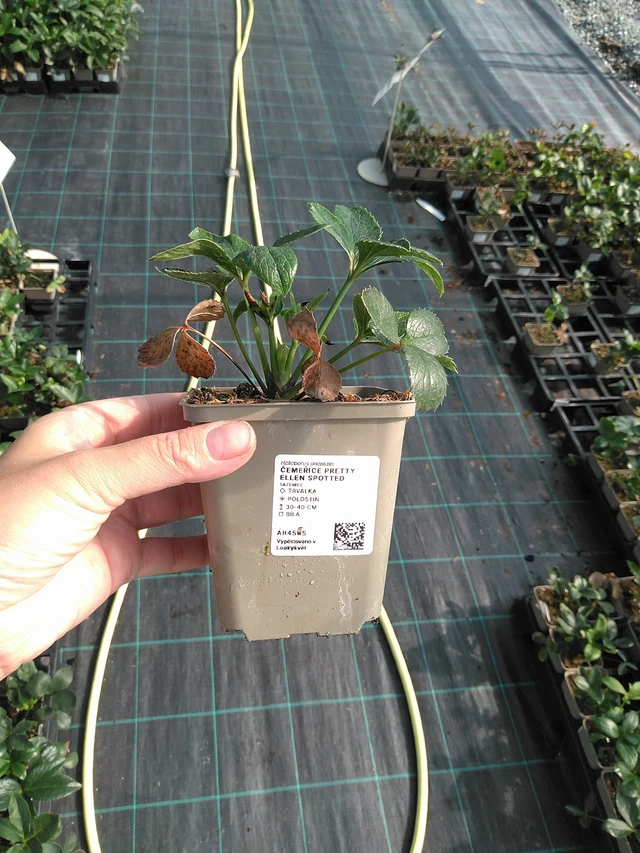 Jouluruusu Pretty Ellen Spotted - 11. 7. 2025