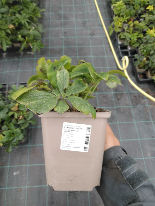 Jouluruusu Pretty Ellen White Spotted - 10. 9. 2025