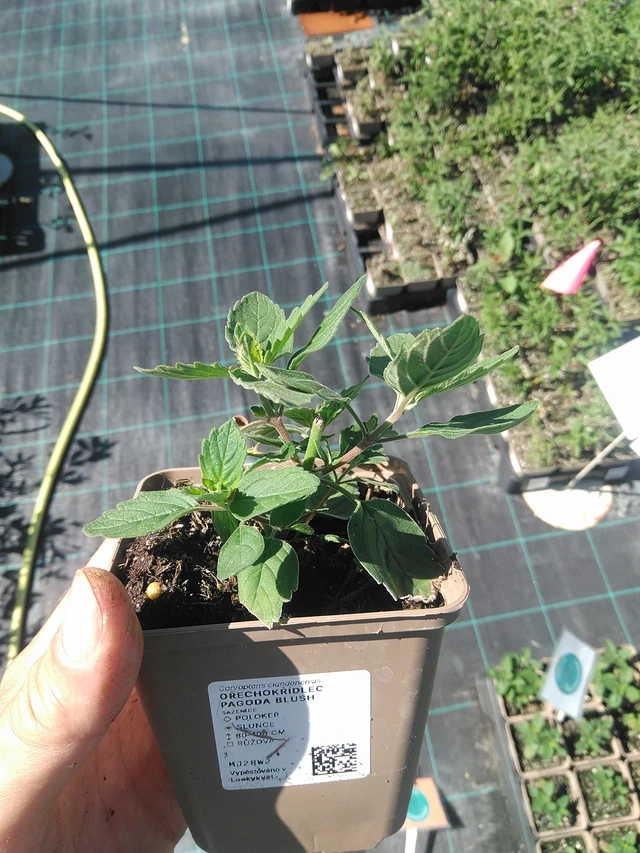 Caryopteris Pagoda Blush - 30. 6. 2025