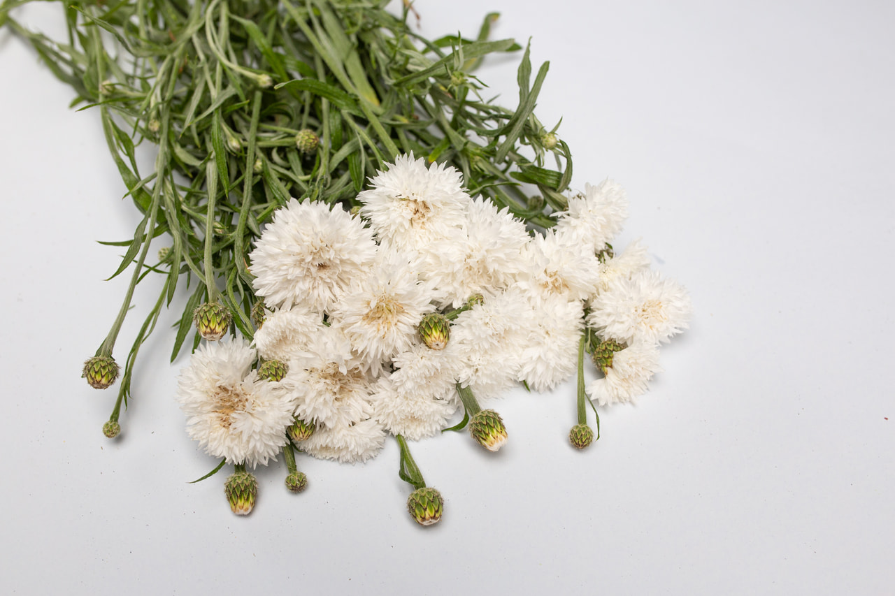 Aciano Tall Double Snowman, Loukykvět