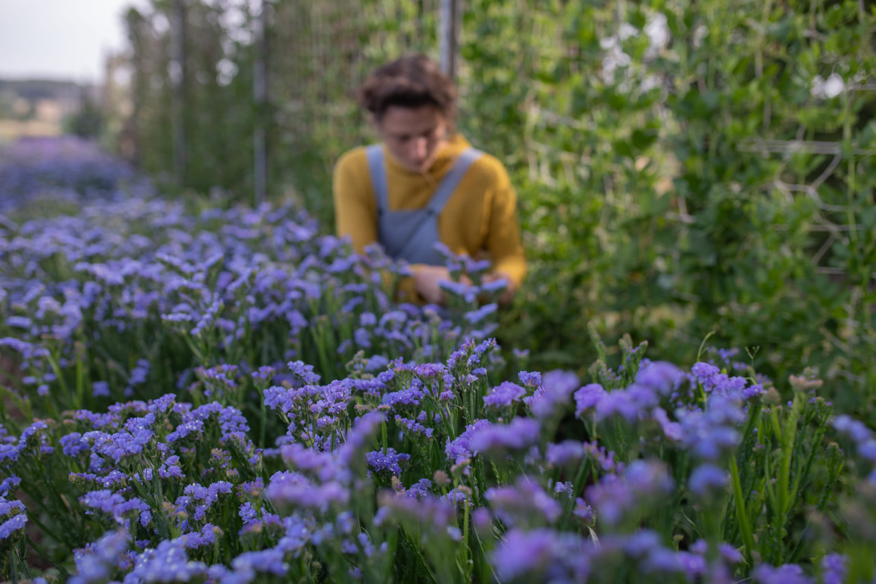 Ikiviuhko QIS Pale Blue, Loukykvět