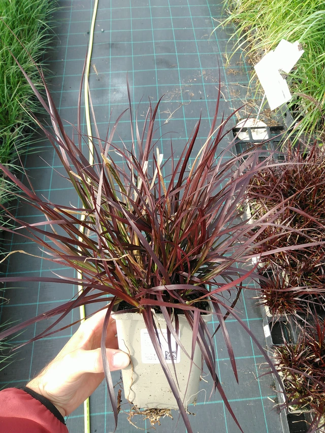 Helmihirssi Rubens - 28. 7. 2025