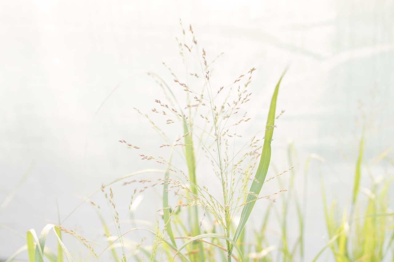 Virginianhirssi Strictum, Loukykvět