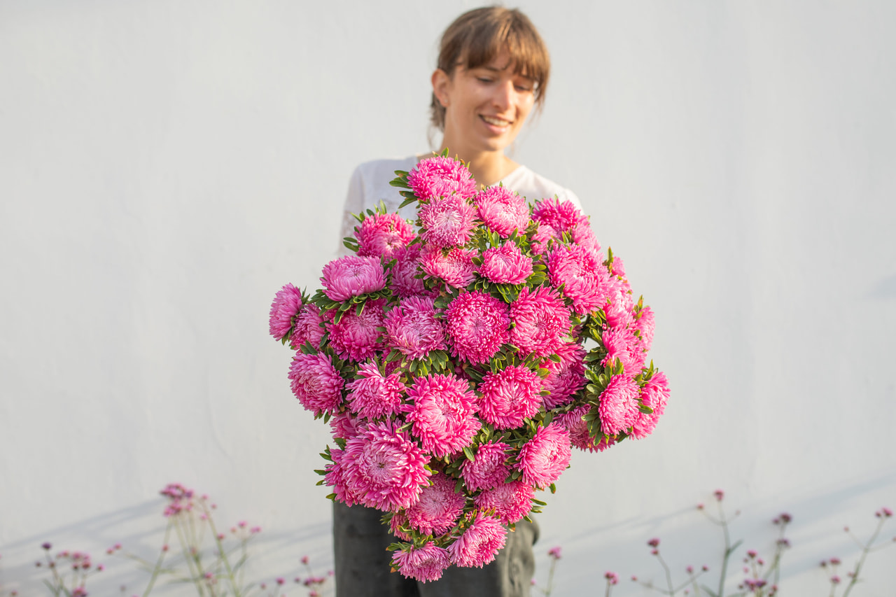 China Aster Lady Coral Brilliant Rose, Loukykvět