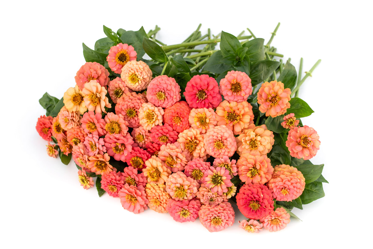 Zinnia Oklahoma Salmon, Loukykvět