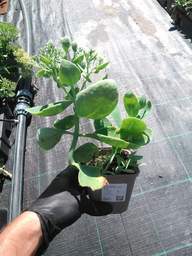 Komeamaksaruoho Star Dust - 19. 8. 2025