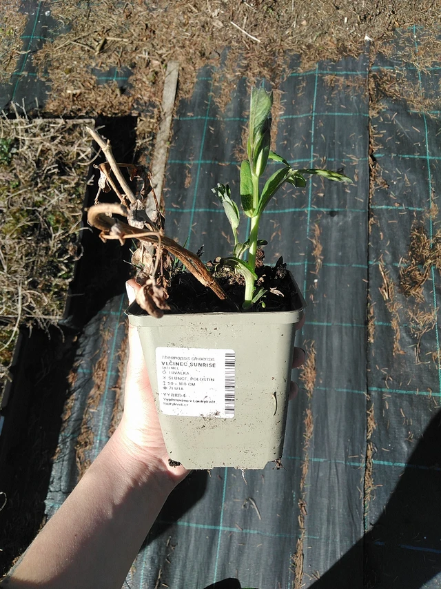 Revonpapu Sunrise - 7. 4. 2026