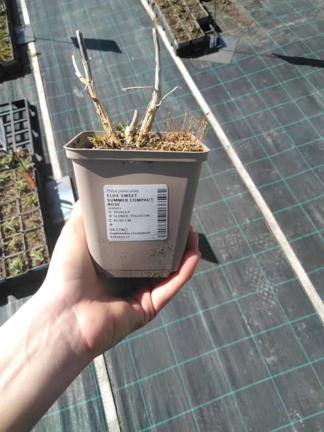 Floks Sweet Summer Compact Rose - 3. 4. 2025