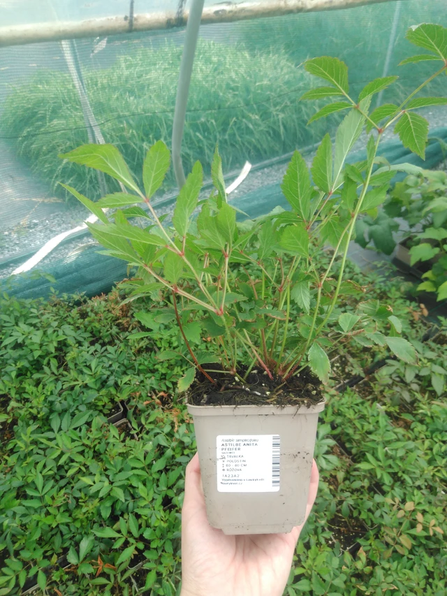 Jaloangervo Anita Pfeifer - 2024