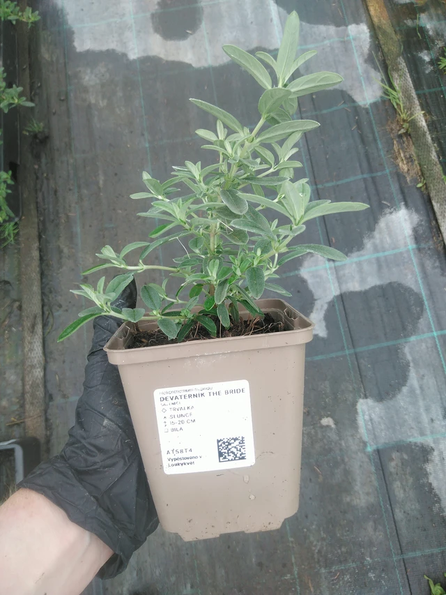 Päivännouto The Bride - 10. 9. 2025