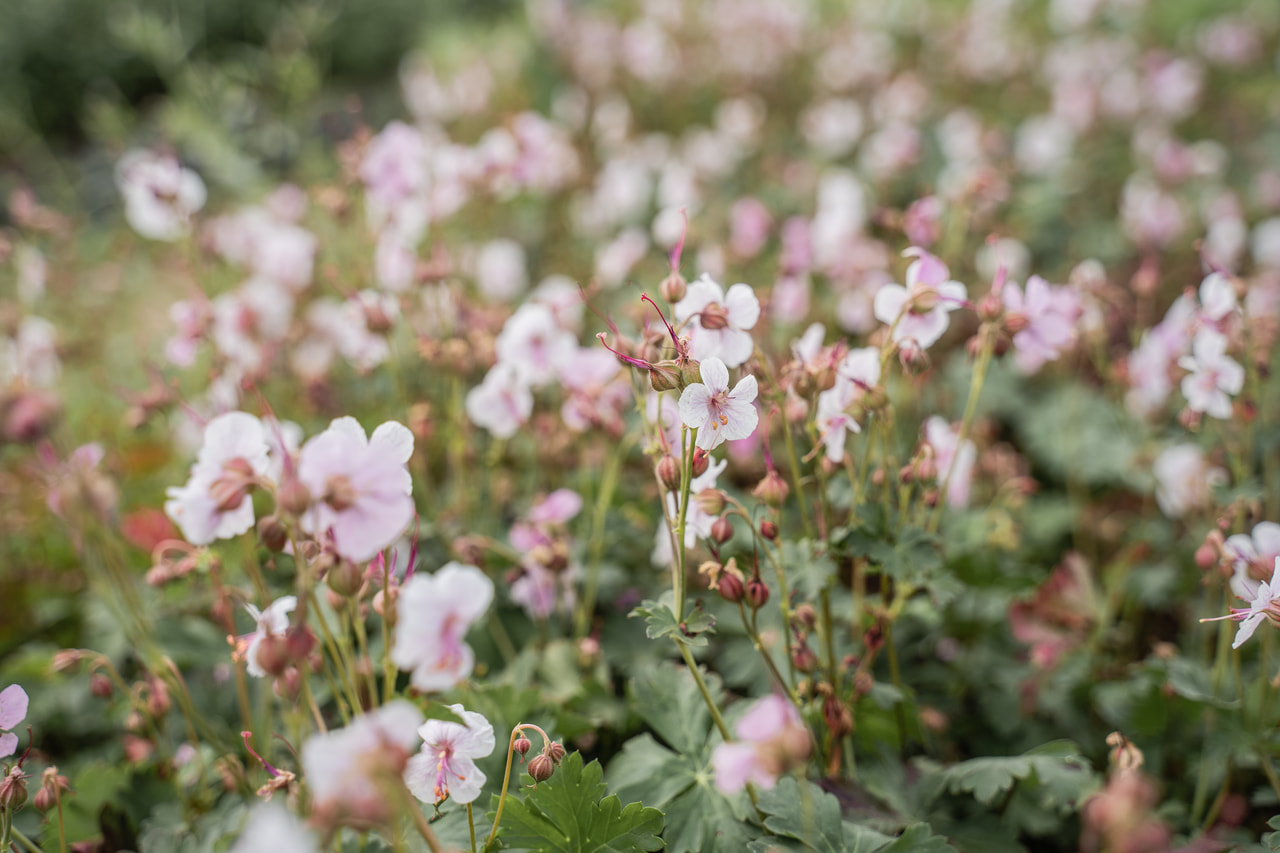 Peittokurjenpolvi Biokovo, Loukykvět