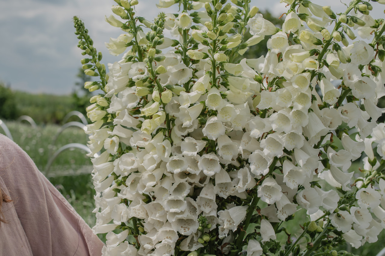 Dedalera Camelot White, Loukykvět